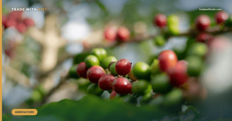 Vietnam Coffee and the EUDR Deadline: How to Lock In Compliant Lots Before December 2026